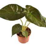 Αλοκάσια – Alocasia wentii