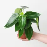 Πεπερόμια - Peperomia maculosa 'Vanilla'