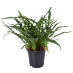 Aglaomorpha Coronans JIM