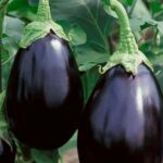 Μελιτζάνα φλάσκα - Solanum melongena