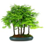 Bonsai metasequoia forest