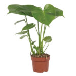 Μονστέρα - Deliciosa monstera