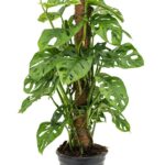 Μονστέρα - Monstera Obliqua leichtlinii