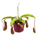 Nepenthes alata -Σαρκοφάγο φυτό