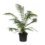 Φτέρη Τανζανίας - Dicksonia antarctica