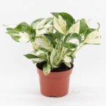 Πόθος - Epipremnum 'Manjula'