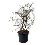 Φουντουκιά Καλλωπιστική  - Corylus Avellana 'contorta'