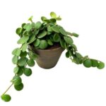 Πεπερόμια - Peperomia tetraphylla 'Hope'