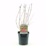 Βεϊγκέλια Μηλίτσα - Weigela florida mix