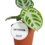 Ανθούριο - Anthurium Silver Blush