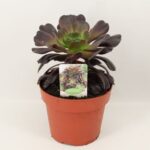 Αιώνιο - Aeonium Arboreum Velours