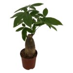 Παχίρα – Pachira Aquatica Trunk