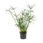 Κύπειρος - Cyperus alternifolius