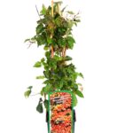 Αμπέλοψις - Parthenocissus quinquefolia