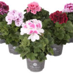 Πελαργόνι - Pelargonium grandiflorum