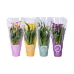 Κάλλα - Zantedeschia sp