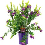 Πολύγαλα – Polygala myrtifolia