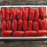 Ντομάτα Pomodoro