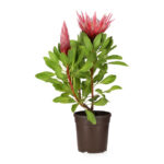 Πρωτέας - Protea Cynaroides 'little Prince'