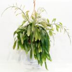 Ψευδοριψάλις - Pseudorhipsalis ramulosa
