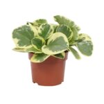 Πεπερόμια – Peperomia obtusifolia variegata