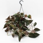 Φυλλόδεντρο – Philodendron scandens ‘micans’p