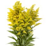 Σολιντάγκο - Solidago Virgaurea