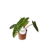 Φυλλόδεντρο – Philodendron Billietiae