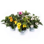 Thunbergia alata - Μαυρομάτα Σουζάνα