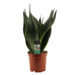 Sansev Trifascia Dark Diamond