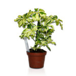 Σεφλέρα - Schefflera Arbor. 'charlotte'
