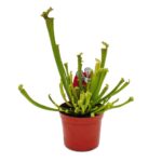 Sarracenia farnhamii - Σαρκοφάγο φυτό