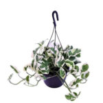 Πόθος - Epipremnum aureum Scindapsus ‘N’Joy’