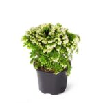 Σελαγκινέλλα - Selaginella martensii ‘Jori’