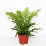 Φτέρη - Blechnum Silver Lady