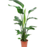 Στρελίτσια Nicolai - Strelitzia Nicolai