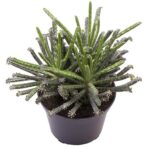Καλαγχόη - Kalanchoe tubiflora