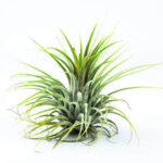 Αερόφυτο Tillandsia ionantha