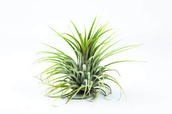tillandsia-ionantha-green_1.jpg Αερόφυτο Tillandsia ionantha - Image 1