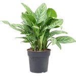 Αγλαόνημα - Aglaonema 'Stripes'