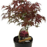 Άτσερ - Acer palmatum