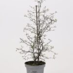 Κορόκια - Corokia Cotoneaster