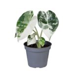 Αλοκάσια - Alocasia Frydek variegata