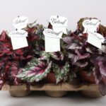 Βιγόνια - Begonia Blad Beleaf Geme mix