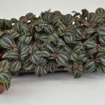 Πιλέα - Pilea Norfolk