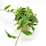Φίκος - Ficus Sagittata Radicans White