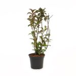 Βιβούρνο - Viburnum bodnantense dawn