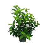 Βιβούρνο λουσίντουμ – Vivurnum lucidum