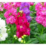 Βιολέτα - Matthiola incana, Brasicaceae