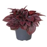 Πεπερόνια - Peperomia caperata 'Cayenne'